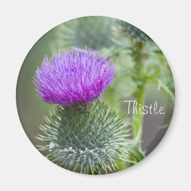 Thistle Magnet (Framsidan)