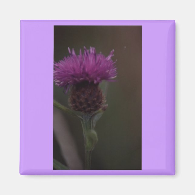 Thistle Magnet (Framsidan)