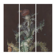 Thistle med Insekter 1755 Johann C. Dietzsch