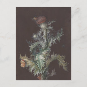 Thistle med Insekter 1755 Johann C. Dietzsch Vykort