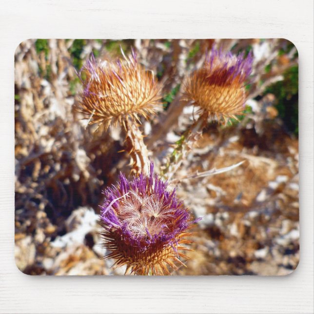 Thistle Musmatta (Framsidan)