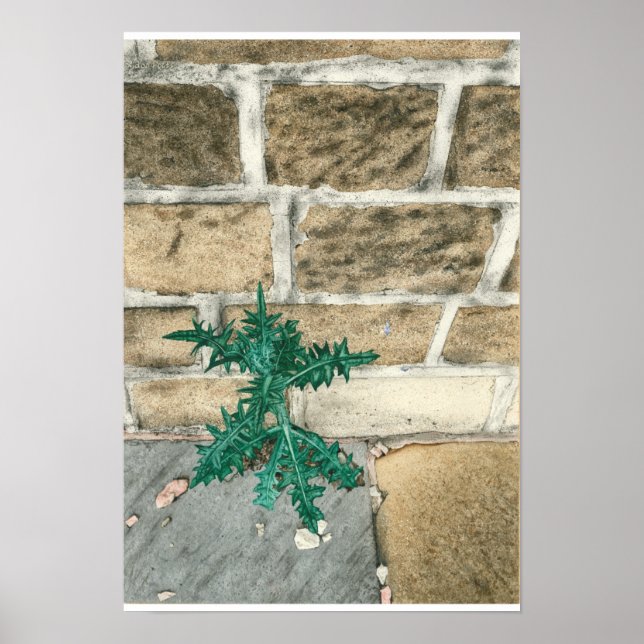 Thistle och chip poster (Framsidan)