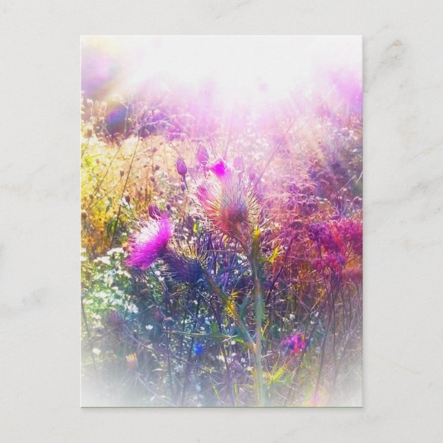 THISTLE POSTCARD VYKORT (Framsida)