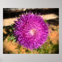 Thistle Poster