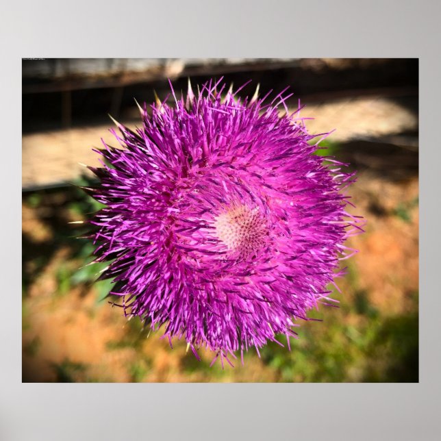 Thistle Poster (Framsidan)
