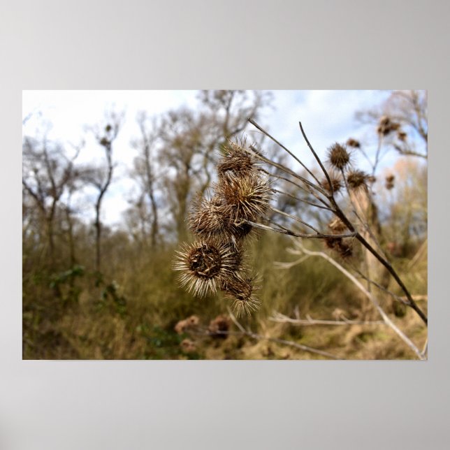 Thistle Poster (Framsidan)