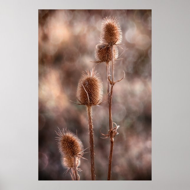 Thistle Poster (Framsidan)