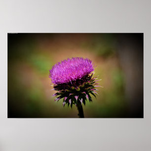 Thistle Poster