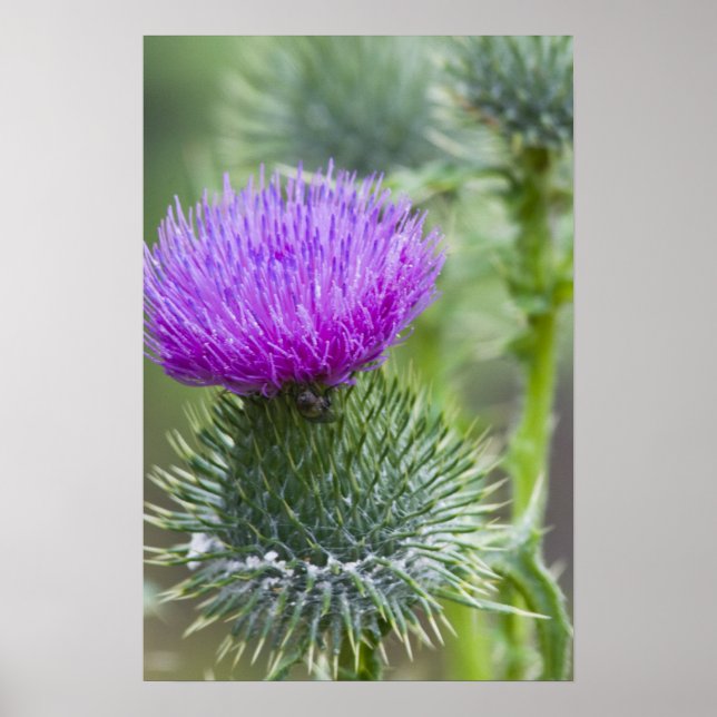Thistle Poster (Framsidan)