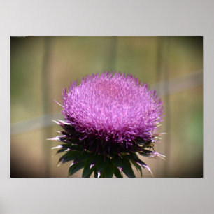 Thistle Poster