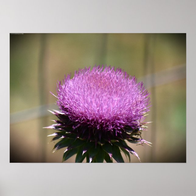 Thistle Poster (Framsidan)