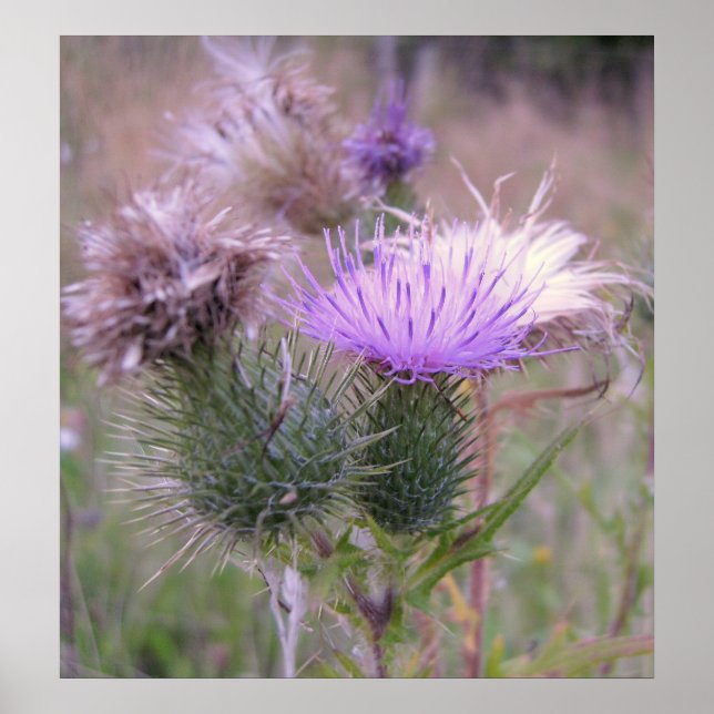 Thistle Poster (Framsidan)