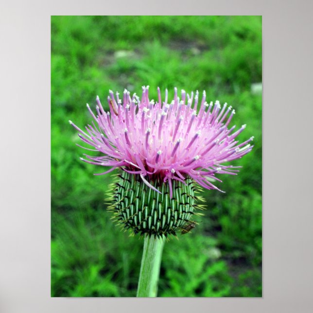 Thistle Poster (Framsidan)