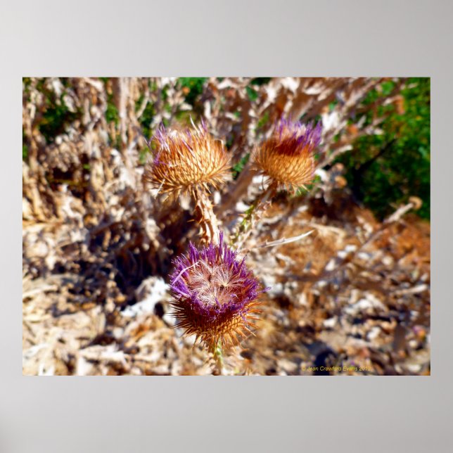 Thistle Poster (Framsidan)