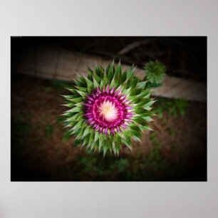 Thistle Poster