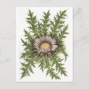 Thistle-samling i silver vykort