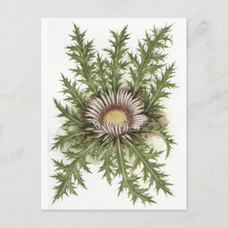 Thistle-samling i silver vykort