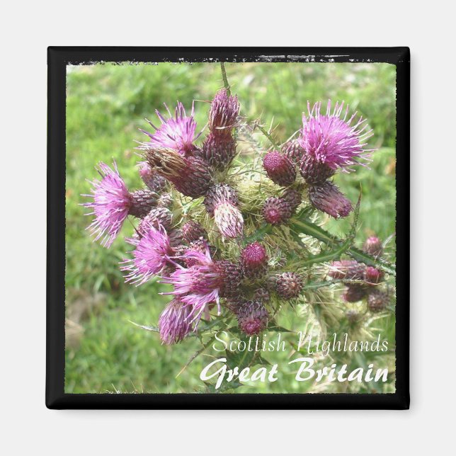 Thistle, Scottish Highlands, UK (Magnet) Magnet (Framsidan)