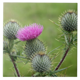Thistle, Skottlands nationalblomma Kakelplatta