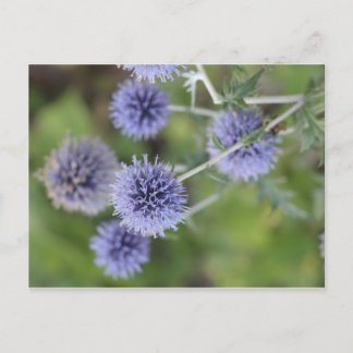 Thistle - Stopp ut från folkmassan Vykort