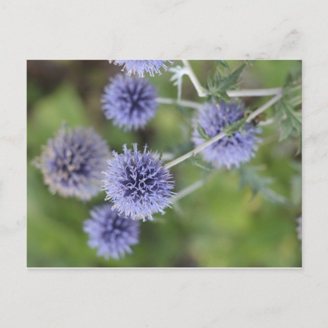 Thistle - Stopp ut från folkmassan Vykort (Framsida)