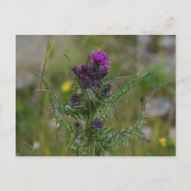 Thistle Vykort (Framsida)