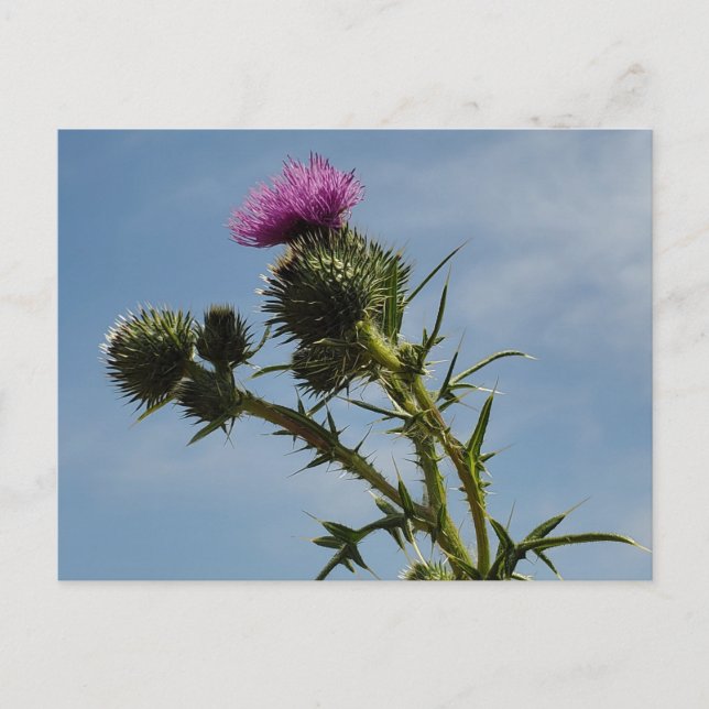 Thistle Vykort (Framsida)