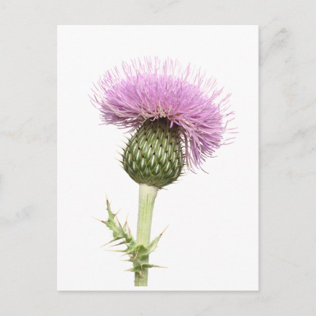 Thistle Vykort (Framsida)