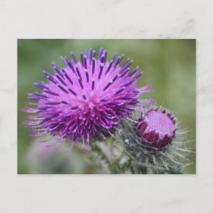 Thistle Vykort