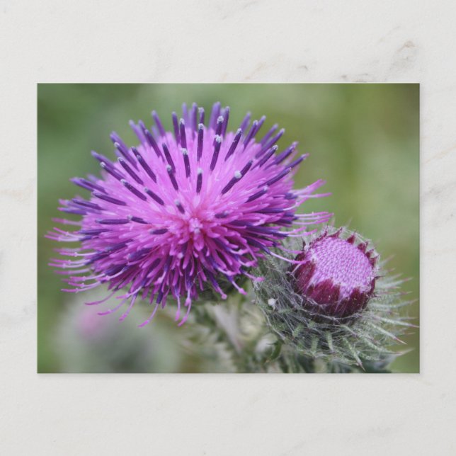 Thistle Vykort (Framsida)