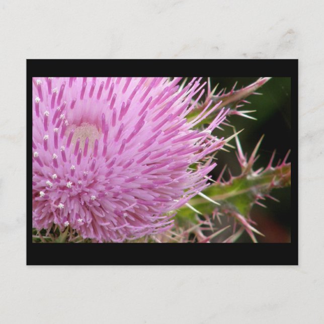 Thistle Vykort (Framsida)