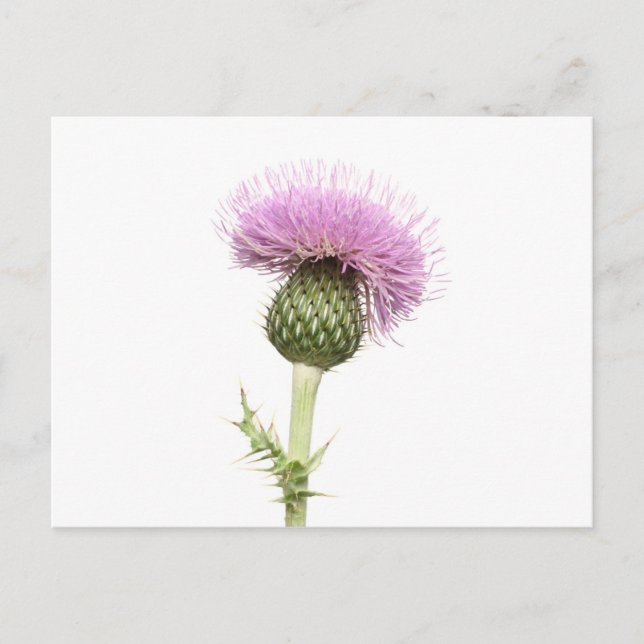 Thistle Vykort (Framsida)