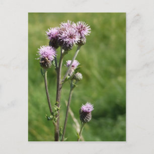 Thistle-vykort Vykort