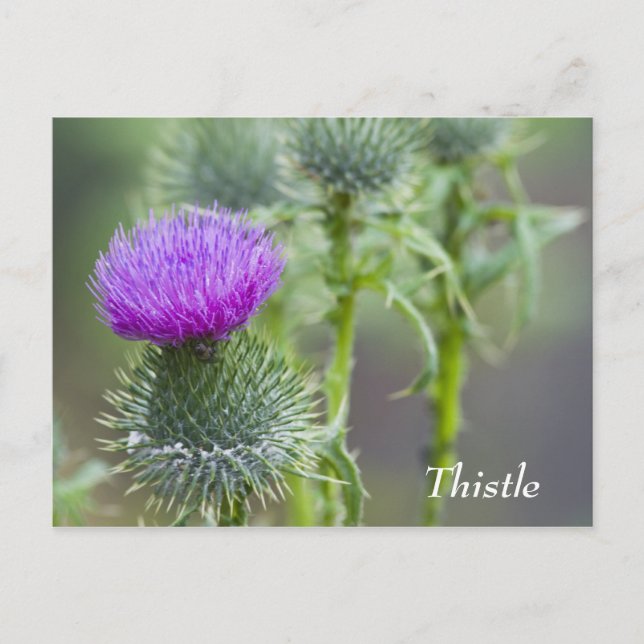 Thistle-vykort Vykort (Framsida)