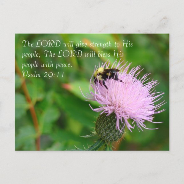 Thistle Wildblomme Vykort (Framsida)