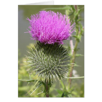 Thistles Hälsningskort