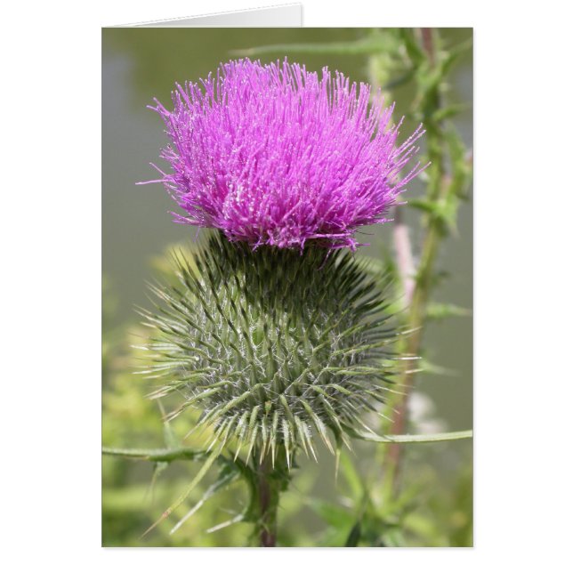 Thistles Hälsningskort (Framsidan)