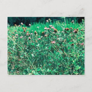 Thistles Vykort