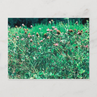 Thistles Vykort