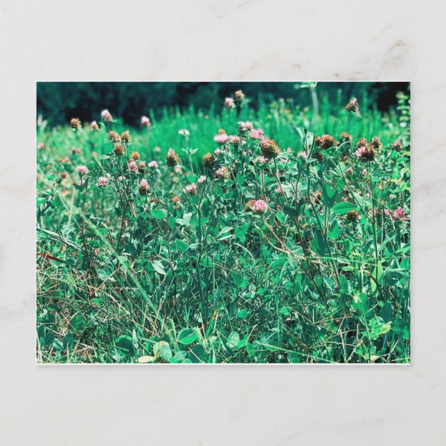 Thistles Vykort (Framsida)