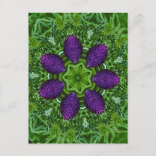 Thistles Vykort