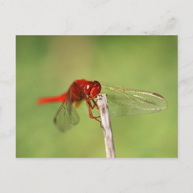 Thomas Baines naturreservat, Östra Cape Vykort (Framsida)