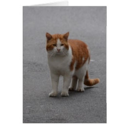 Thomas Ginger och vit katt Hälsningskort