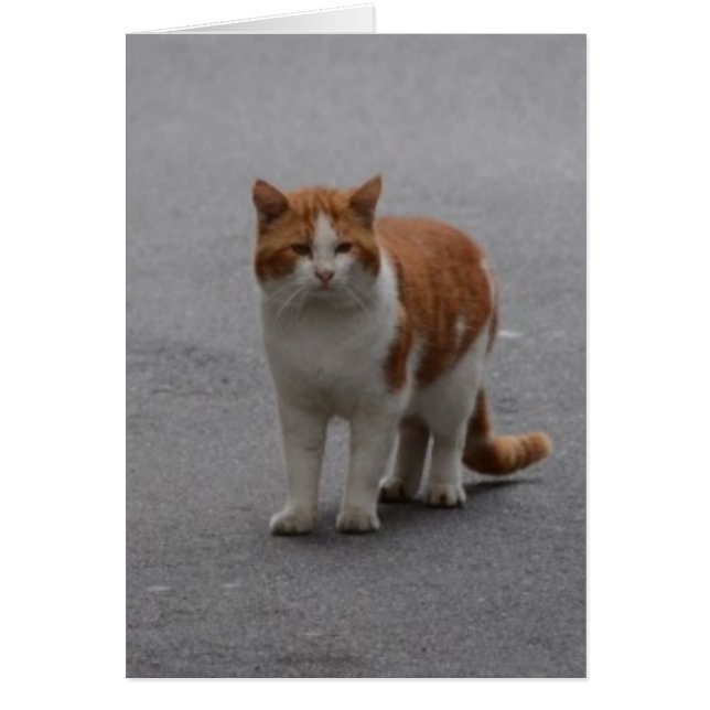 Thomas Ginger och vit katt Hälsningskort (Framsidan)