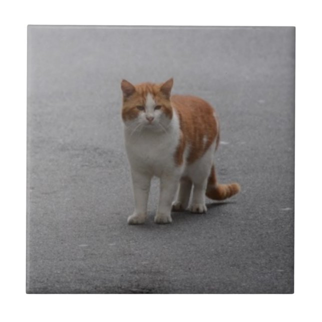 Thomas Ginger och vit katt Kakelplatta (Framsidan)