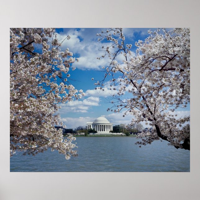 Thomas Jefferson Memorial med Cherry Blommars Poster (Framsidan)