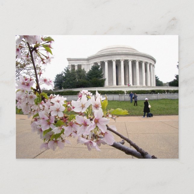 Thomas Jefferson-minnesmärket med körsbärsblommor Vykort (Framsida)