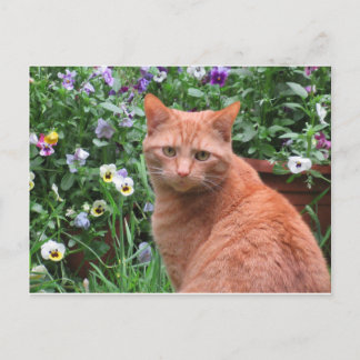 Thomas Leo Postcard Vykort