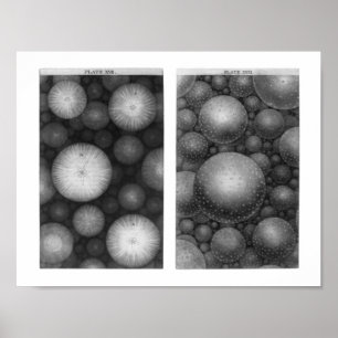 Thomas Wrights universum Poster