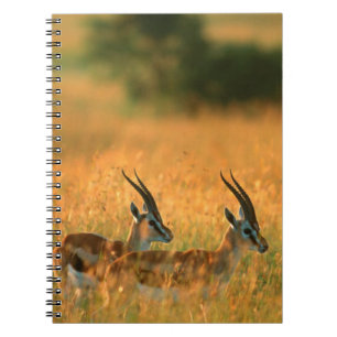 Thomsons gasell (Gazella Thomsonii) vid gryning Anteckningsbok Med Spiral